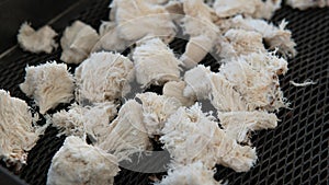 Hericium erinaceus - medicial fungi. Top medicinal mushrooms for health