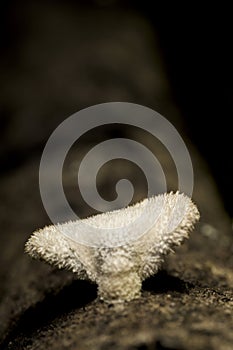 Hericium erinaceus mushroom fungus white with hairs tree trunk vertical