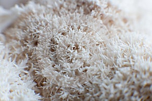 Hericium erinaceus mushroom monkey head mushroom, bearded tooth fungus,