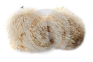 Hericium erinaceus mushroom monkey head mushroom, bearded tooth fungus, bearded hedgehog mushroom, pom pom, lion`s mane mushroom