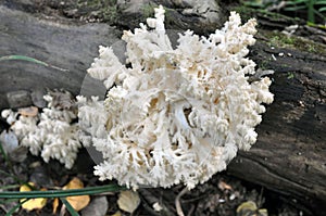 Hericium Hericium is an edible mushroom of the genus Hericium