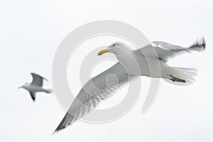 Hering gull in flight