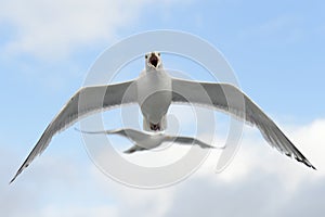 Hering Gull in flight