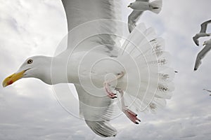 Hering gull in flight