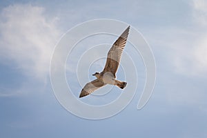 Hering gull flying against blue sky.