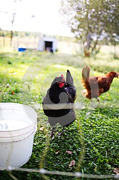 Heritage chickens on a small farm