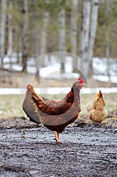 Heritage chickens on a small farm