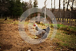 Heritage chickens on a small farm