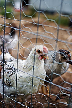 Heritage chickens on a small farm