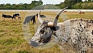 Heritage longhorn cattle, grazing in a fenced in pasture