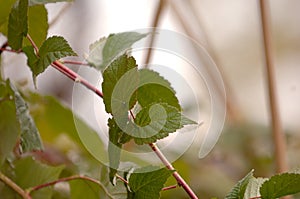 Heritage Raspberry leaves Close-up with vine