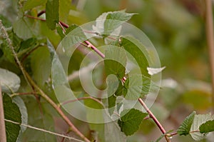 Heritage Raspberry leaves Close-up with vine