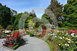 The Heritage Rose Garden in Christchurch Botanic Gardens, New Zealand