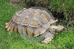 Herman Rests in the Cool Grass