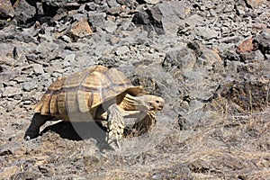 Herman on Rugged Terrain