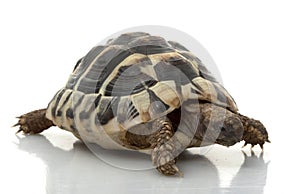 HermanÃ¯Â¿Â½s Tortoise photo