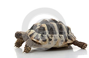 HermanÃ¯Â¿Â½s Tortoise photo