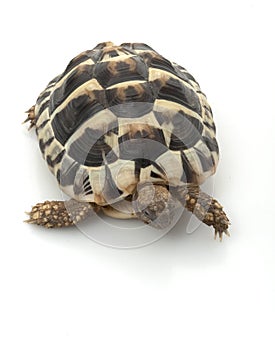 HermanÃ¯Â¿Â½s Tortoise photo