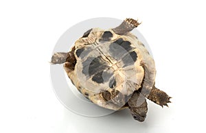 HermanÃ¯Â¿Â½s Tortoise photo