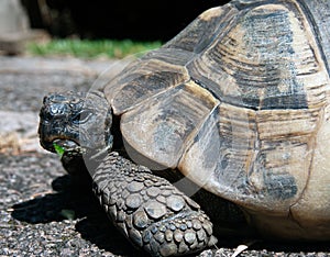 Herman's Tortoise in an English garden photo