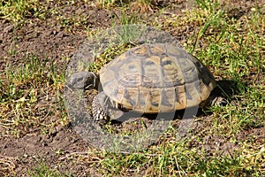 Hermans Tortoise photo
