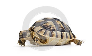 Herman's Tortoise - Testudo hermanni photo