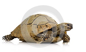 Herman's Tortoise - Testudo hermanni