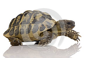 Herman's Tortoise - Testudo hermanni photo