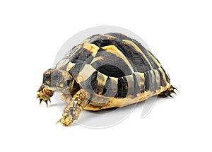 HermanÃ¢â¬â¢s Tortoise on a white background photo