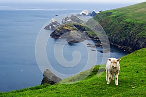 Hermaness Nature Reserve Unst (Shetland)