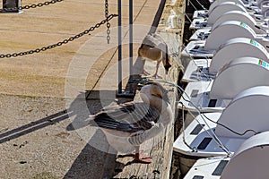 Hermann Park Houston Texas USA. Ducks near the boats at the lake.