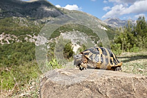 Hermann's tortoise in Albanian mountains