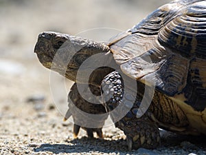 Hermann\'s Tortoise close up image