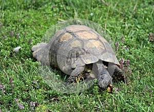 Hermann's tortoise eating