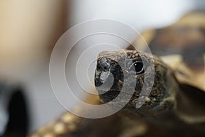 Hermann`s tortoise feeding 3