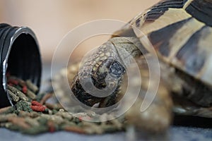 Hermann`s tortoise feeding 4