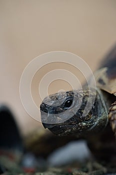 Hermann`s tortoise feeding 5
