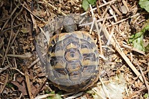 Hermann`s Tortoise Scientific name: Testudo Hermanni