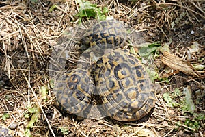 Hermann`s Tortoise Scientific name: Testudo Hermanni