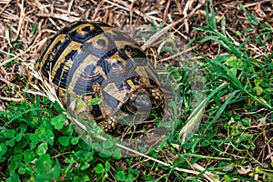 Hermann`s tortoise sits among the grass in a meadow in Albania