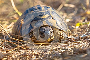 Hermann's tortoise are small to medium-sized tortoises from sout