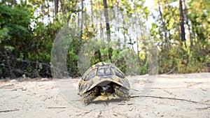 The Hermann\'s Tortoise, a species teetering on the edge of extinction, locks eyes with the camera