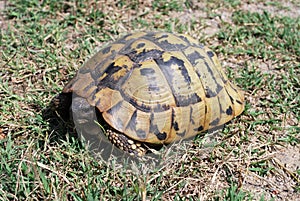 Hermann`s tortoise Testudo hermanni