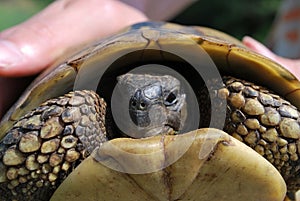 Hermann`s tortoise Testudo hermanni