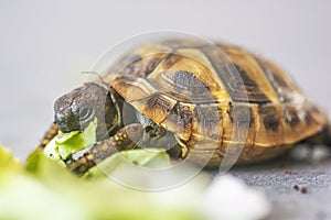 Hermann`s tortoise - Testudo hermanni