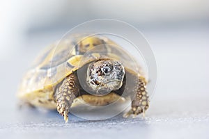 Hermann`s tortoise - Testudo hermanni