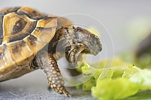 Hermann`s tortoise - Testudo hermanni