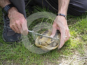 Hermann`s tortoise, Testudo hermanni