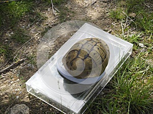 Hermann`s tortoise, Testudo hermanni