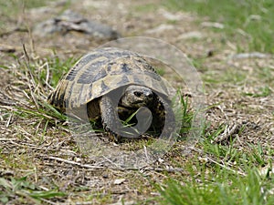 Hermann`s tortoise, Testudo hermanni